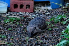 Hedgehog by Jen Fullen