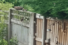 Birds on the fence by Nigel Powell