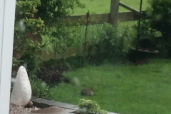 Hedgehog on the lawn by Nigel Powell