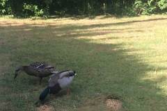 Ducks by Marjorie Hodgkins