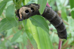 Elephant hawk caterpillar by Moira Masson