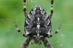 European garden spider (araneus diadematus) by Don French
