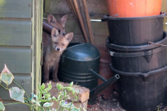 Fox cubs by John Watts