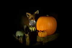 Fox-and-Pumpkins_Julia-Moyse