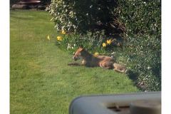 Fox in the garden by Oliver Metcalfe