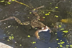 Frog by Melanie Hickfrod