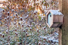 Garden in the snow by Annie Macdonald