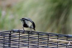 Great tit by Jan Stevenson