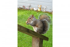 Grey squirrel Stacey Reffin