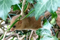 Hazel dormouse by Lynn Taylor Joy