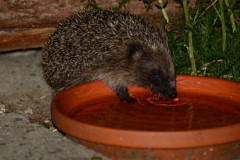 Hedgehog drinking by Julia Moyse