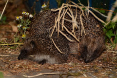 Hedgehog and hoglet by Julia Moyse