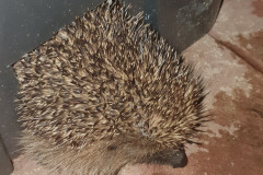 Hedgehog coming out of house by Kath Hancock