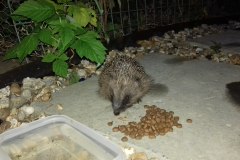 Hedgehog feeding by Moira Masson