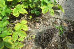 Hedgehog from above by Don French