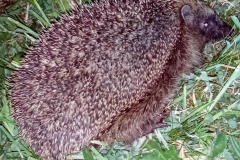 Hedgehog by Moira Masson