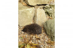 Hedgehog by Stacey Reffin