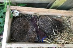 Hedgehogs by Natalia Foley