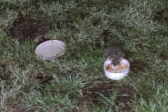 Hedgehogs snacking by Lynn Overton