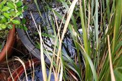 Homemade garden pond by Dawn Jones