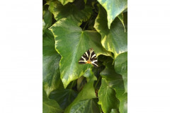 Jersey tiger moth by Penny Woods