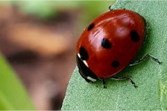 Ladybird by Melanie Hickford