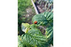 Ladybird by Jen Stephenson