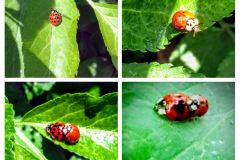 Ladybirds by Moira Masson