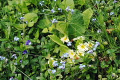 Lawn close up by Judy Staines