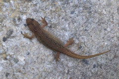 Lizard by John Snowden