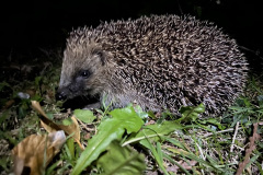 Hedgehog by Louise Childs