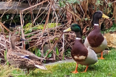 Mallard ducks by Alison Mosson