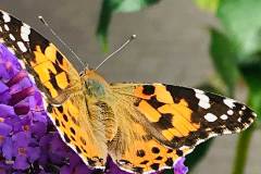 Painted lady butterfly by Michelle Tighe