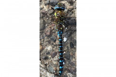 Migrant hawker dragonfly by Jaqui Graham