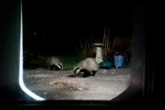 Two badgers by Linsey Hutchins