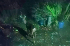 Roe deer by Linsey Hutchins