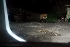 Fox by Linsey Hutchins