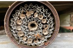 Nesting area in insect hotel by Jen Stephenson
