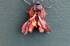 Newly emerged cinnabar moth by Moira Masson