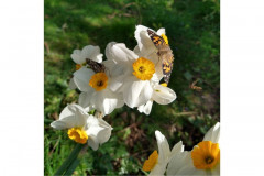Painted lady butterflies on daffodil by Penny Woods