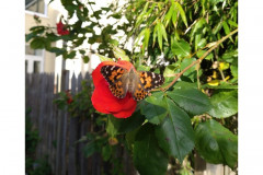 Painted lady butterfly on rose by Penny Woods