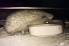 Hungry hedgehog by Paula Marten
