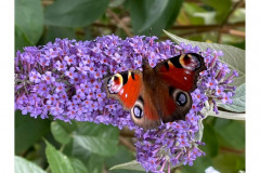 Peacock butterfly by Jaqui Graham