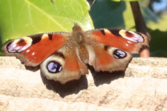 Peacock butterfly by John Watts