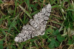 Peppered moth by Lynn Taylor Joy