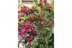Pink weigela by Penny Woods