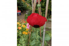 Poppy by Anne Currie