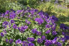 Purple geraniums by Lynne Bardell