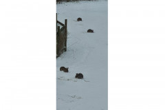 Rabbits in the snow by Amanda Ashley-Smith