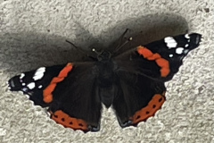 Red admiral by Jaqui Graham